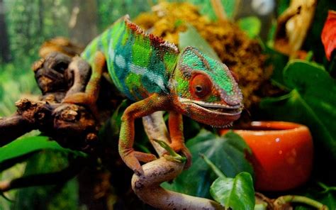 How Long Do Chameleons Live? Explore the Average Chameleon Lifespan ...