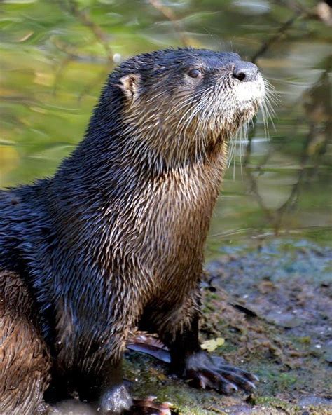 It’s always fun to spot a River Otter playing in the water. Their ...