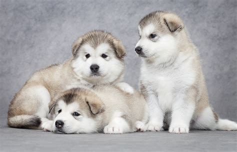 Giant Alaskan Malamute Puppies For Sale - Pudding to come