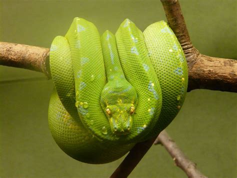 Green Tree Boa 03 by Unseelie-Stock on DeviantArt