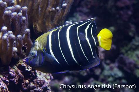 25 Most beautiful types of saltwater angelfish: sizes, diet