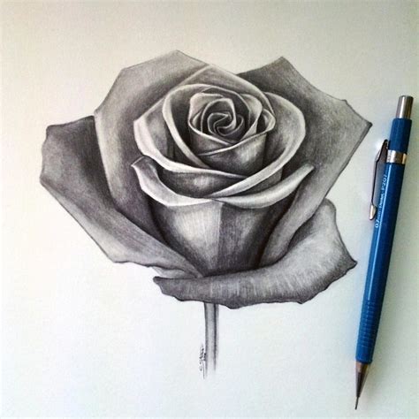 Rose Drawing by LethalChris on DeviantArt