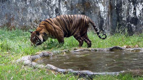 Myanmar Plan to Breed Protected Species in Captivity Draws Criticism ...