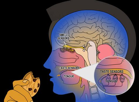 The Secret Science of Smell - American Chemical Society