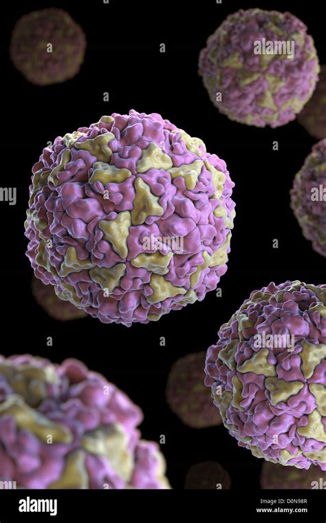 47+ Listen von Rhinovirus Structure Rhinovirus Diagram? Learn and ...