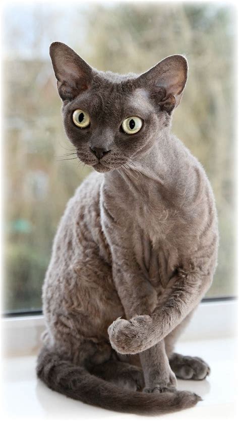 lovely pets : The 10 Most Unique Looking Cat Breeds