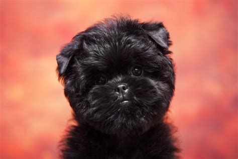 What Size Dog Is A Affenpinscher