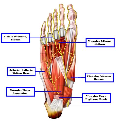 Intrinsic And Extrinsic Muscles Of The Hand