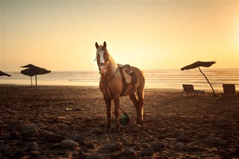 How To Keep Horses Cool In Extreme Heat? - Horses & Foals