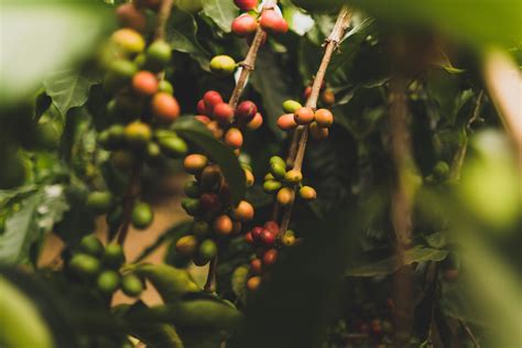 What Is Shade-Grown Coffee? - Urban Bean Coffee