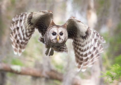 Hear the Many Different Hoots of the Barred Owl | Audubon