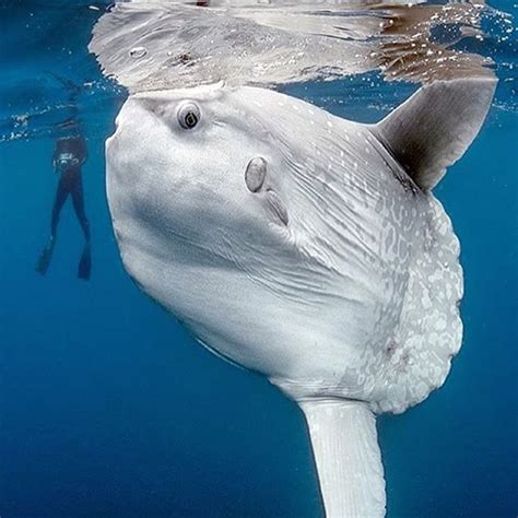 Oceanic sunfish under assignment / Photograph By ...