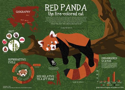 Red Panda Fact Sheet Infographic #2 | Panda day, Red panda, Panda habitat