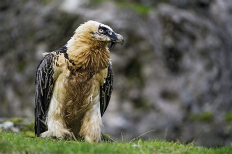 30 Bearded Vulture Facts: Bone-Eating Bird of Prey - Facts.net