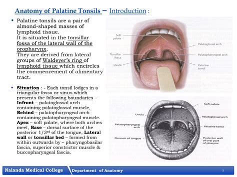 SOLUTION: Palatine tonsils - Studypool