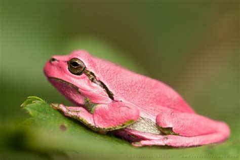 pink erythrism grasshopper insect rare frog | Tree frogs, Frog, Amazing ...