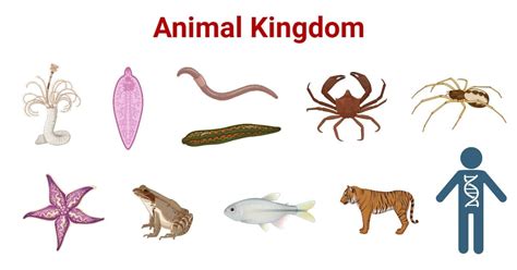 Animal Kingdom- Definition, Characteristics, Phyla, Examples