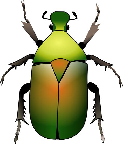 Beetle clipart green beetle, Beetle green beetle Transparent FREE for ...