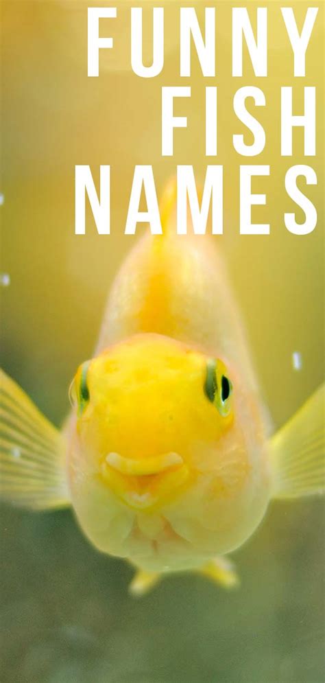 Funny Fish Names - 350 Hilarious Ideas For Naming Your Fish