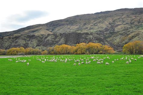 Sheep farm in New Zealand stock image. Image of green - 191416041