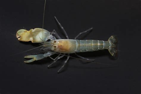 The Deadly Powers Of Pistol Shrimps - A-Z Animals