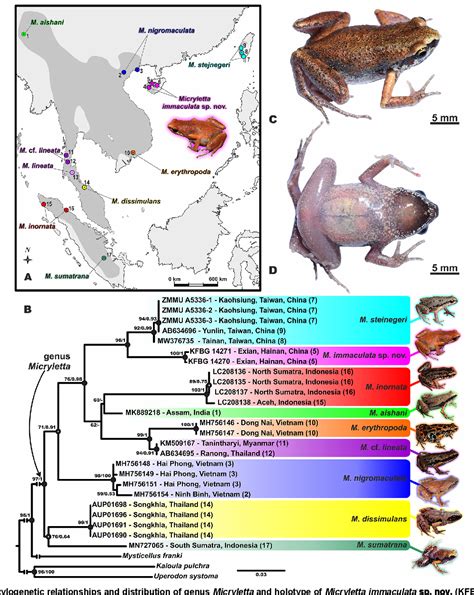 Figure 1 from A new species of the genus Micryletta (Anura ...