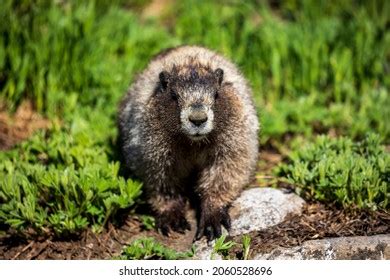 Hoary Marmot Natural Habitat Mtrainier National Stock Photo 2060528696 ...