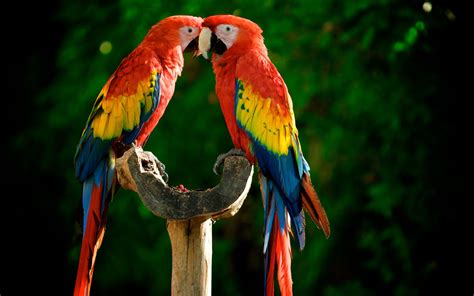 Download Bird Parrot Animal Scarlet Macaw HD Wallpaper