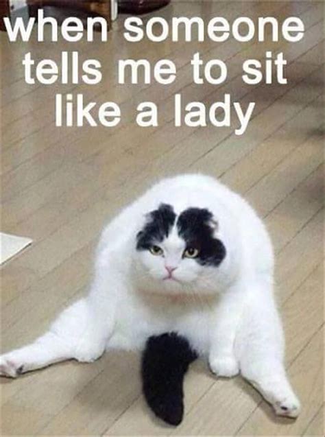 Top 30 Very Funny Animals Memes | Funny animal memes, Funny cat memes ...