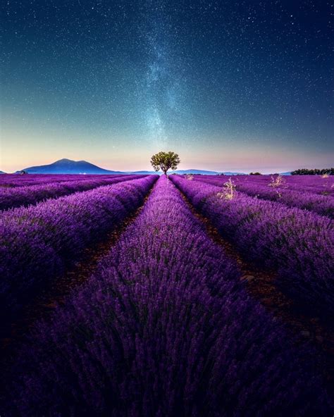 Lavender field under the Milky Way | Today's Image | EarthSky