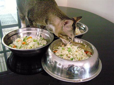 DIY: Healthy Homemade Cat Food Recipes - Going EverGreen