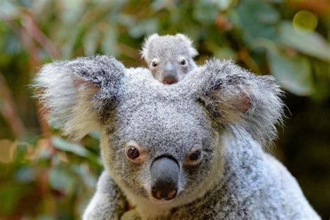 Australia Zoo’s Super-Cute Baby Animals | Queensland