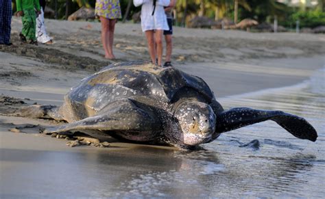 World's largest turtle could be extinct in 20 years, scientists say ...