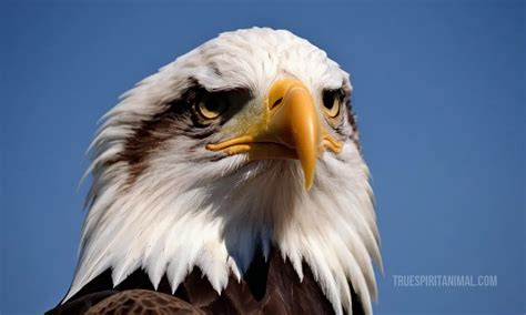 Bald Eagle Symbolism and Meaning - Your Spirit Animal