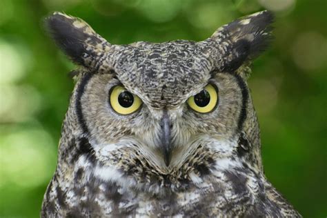 Great Horned Owl Facts - CRITTERFACTS