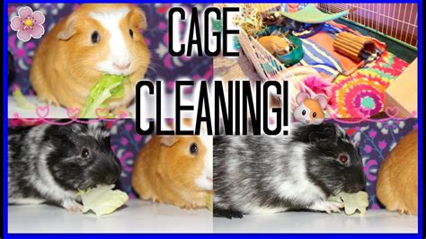 GUINEA PIG CAGE CLEANING!! Time lapse - YouTube