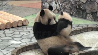 panda bear gifs | WiffleGif