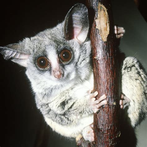 Bush Baby - Bushbabies The Southern Lesser Galago Africa Geographic ...