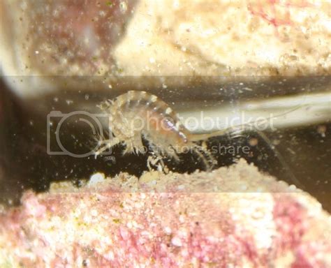 Large Amphipods! - Michigan Reefers