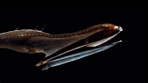 Gulper eel - fascinating facts about unusual sea creatures - YouTube