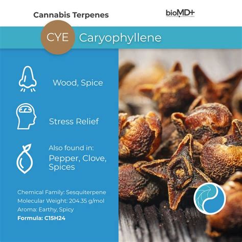 Caryophyllene Terpene | Terpenes, Herbalism, Stuffed peppers