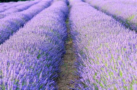 Creating a Lavender Hedge