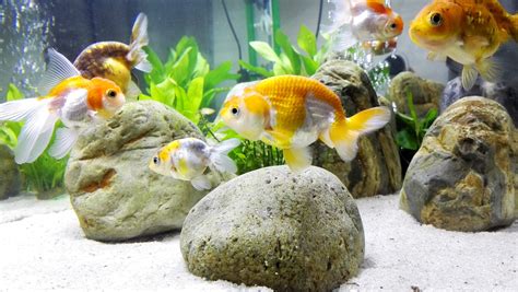 How To Maintain Goldfish In Aquarium - Aquarium Views