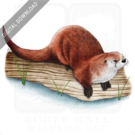 Stock Art Drawing of a Northern River Otter