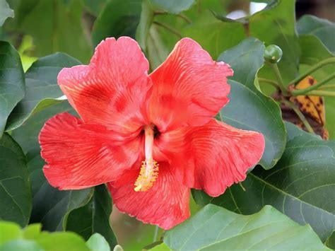 Cuál es la flor nacional de Puerto Rico - Árboles de Puerto Rico