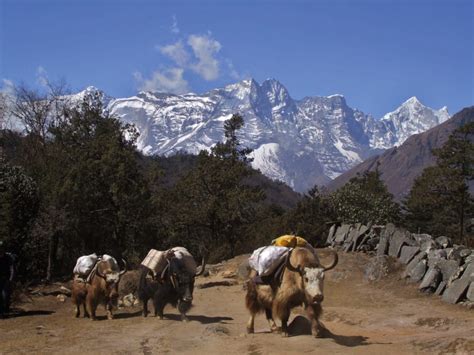 A brief history of trekking in the Himalaya - Cicerone