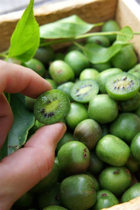 Pin on Fruit Trees