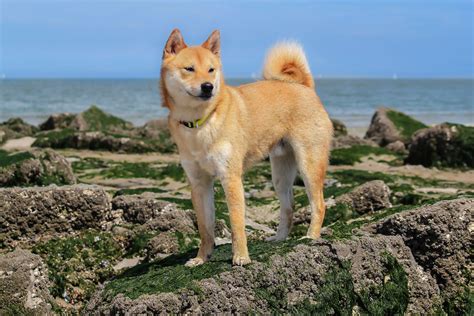 Shiba Inu: Dog Breed Characteristics & Care