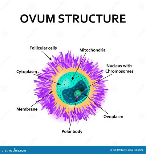 The Structure Of The Ovum. The Introduction Of Sperm Into The Ovum ...