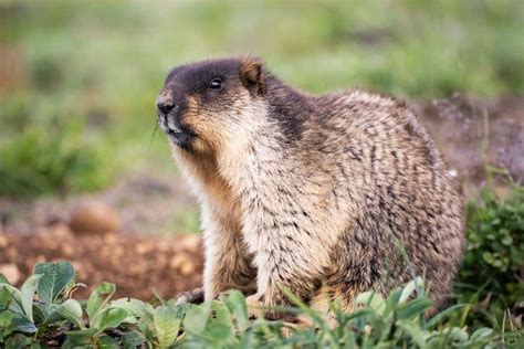 Marmot Vs Groundhog: 6 Differences Explained | Next.js Blog Example ...